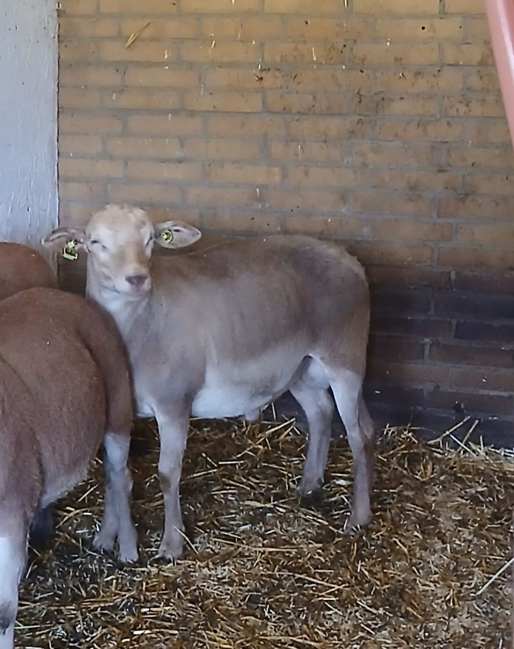 Tekoop mooie robuuste Nolana stamboek Ram., Mannelijk, Schaap, 0 tot 2 jaar