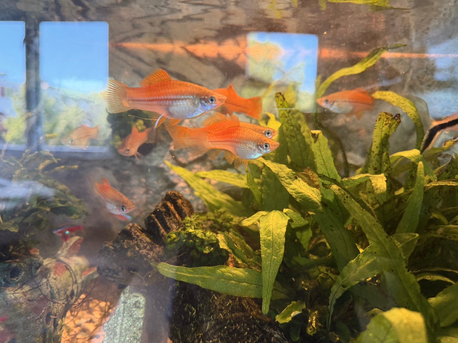 Zwaarddragers, vrouwen en man, gratis!, Dieren en Toebehoren, Vissen | Aquariumvissen, Vis