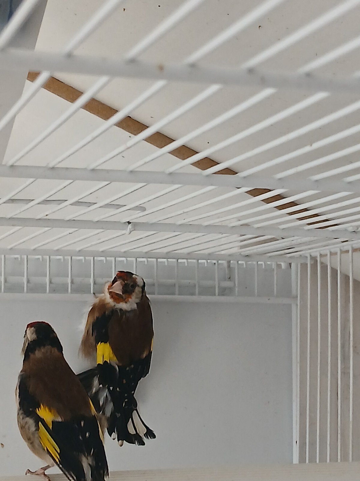Bloemputters koppel, Meerdere dieren, Geringd