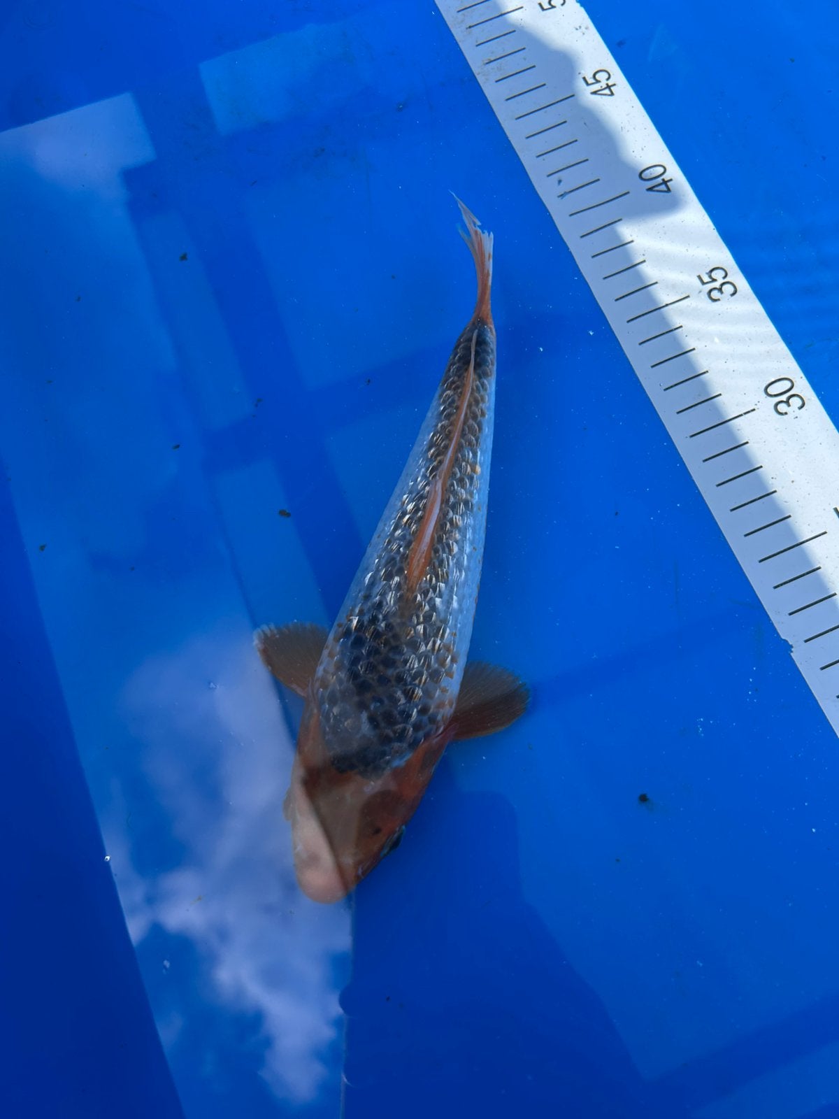 Asagi 25 cm, Dieren en Toebehoren, Vissen | Vijvervissen, Karper of Koi