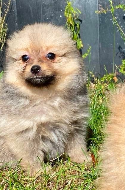 Te koop mooie Pomeriaan pups (Dwergkees), Parvo, Nederland, Keeshond, 8 tot 15 weken