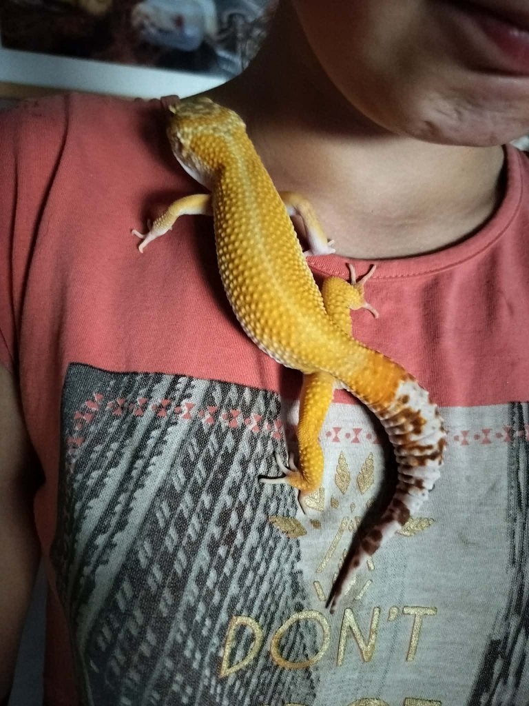 nakweek luipaardgekko van febru BEURS HAM/HOUTEN, Dieren en Toebehoren, Hagedis, Tam, 0 tot 2 jaar