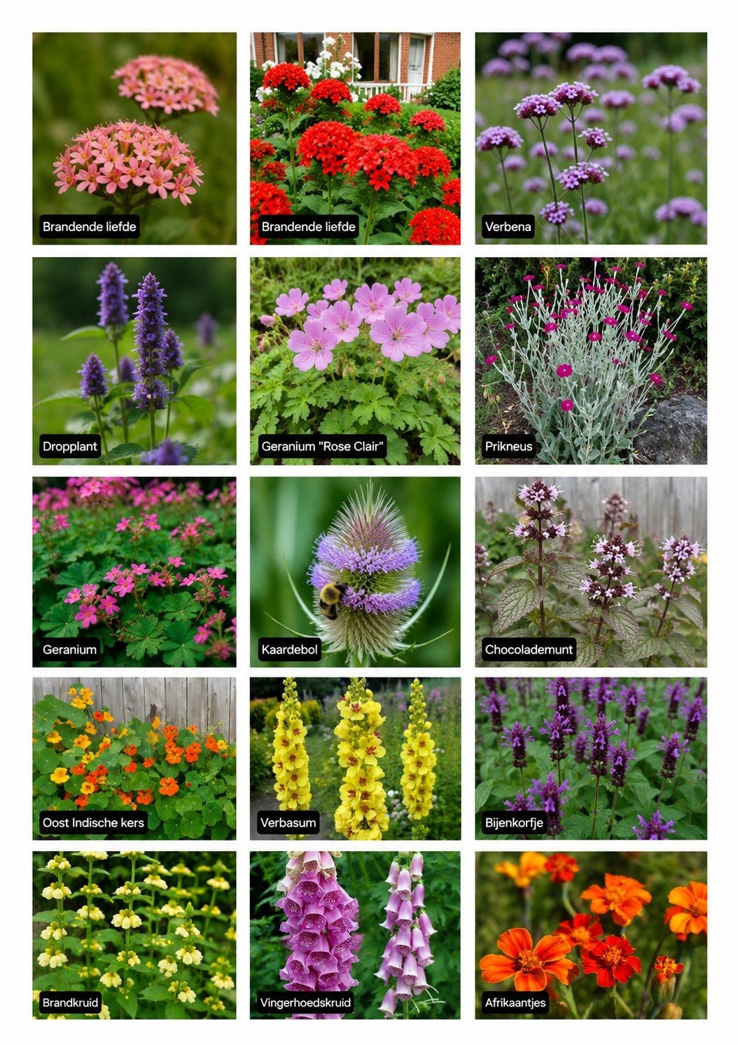 Diverse Tuinplanten: Brandende Liefde, Geranium, Verbena, Tuin en Terras, Ophalen