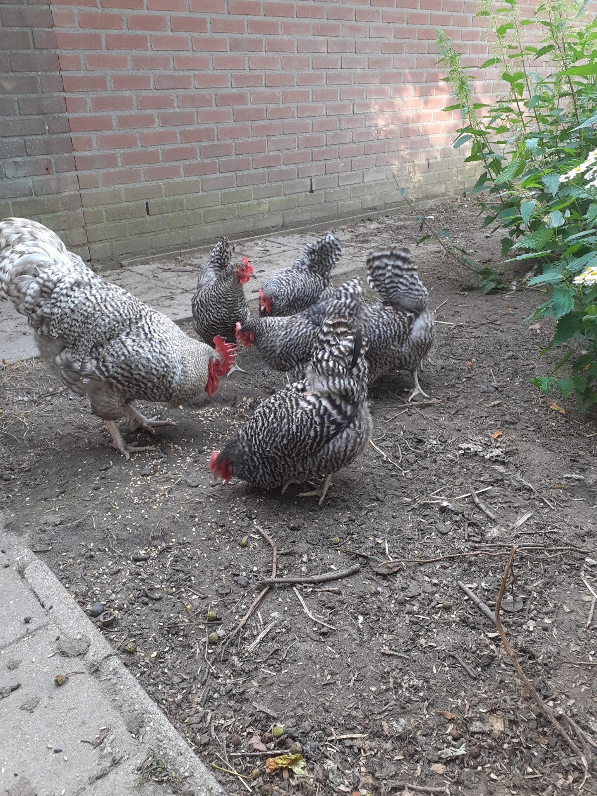 Noord hollandse blauwe haan, Dieren en Toebehoren, Mannelijk, Kip