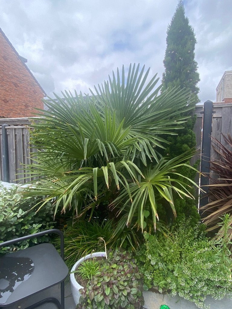 Sterke Chinese waaierpalm, Volle zon, Vaste plant, Bloeit niet, Ophalen