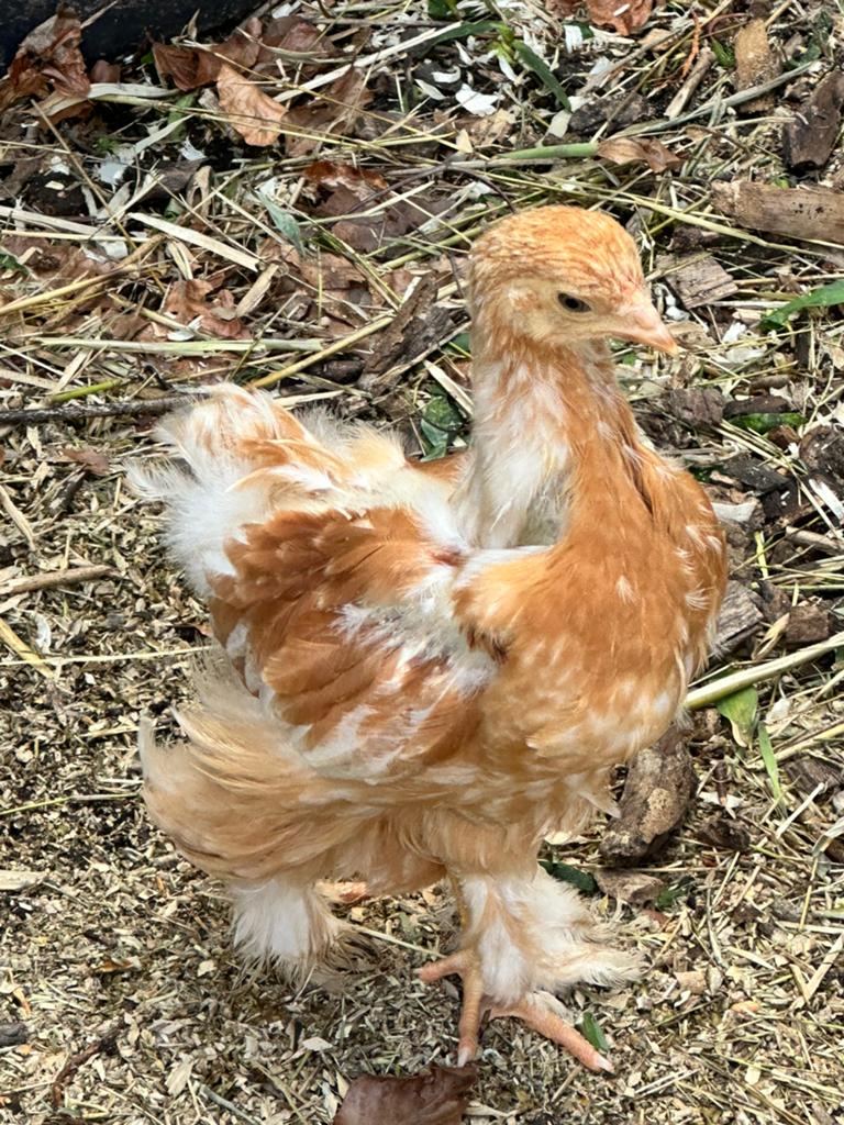 GRATIS; Brahma kuiken, brahma kip, Dieren en Toebehoren, Pluimvee, Geslacht onbekend, Kip