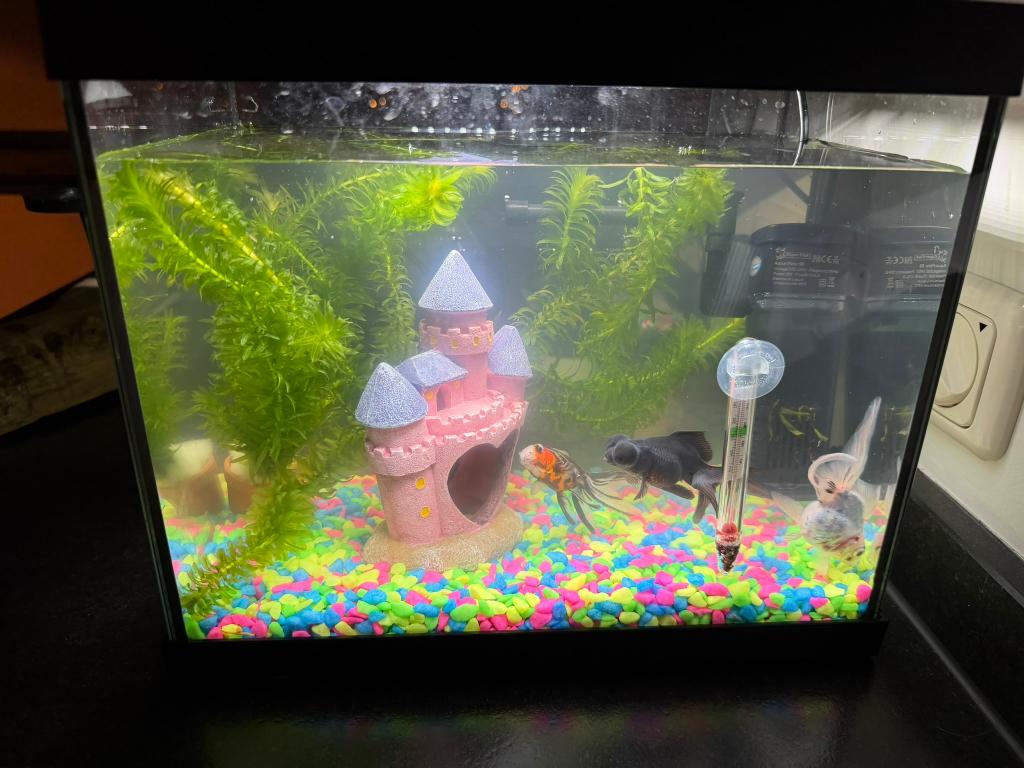 Aquarium, Dieren en Toebehoren, Vissen | Aquaria en Toebehoren, Ophalen, Zo goed als nieuw, Leeg aquarium, Superfish
