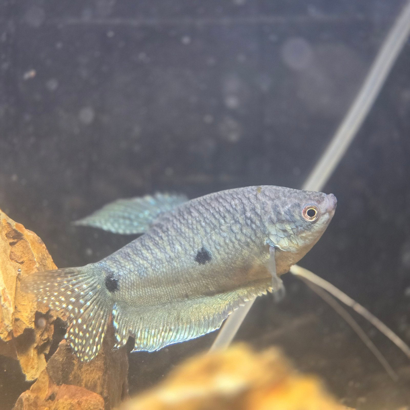 AANBIEDING! XXL gourami €5,-, Dieren en Toebehoren, Vissen | Aquariumvissen, Vis