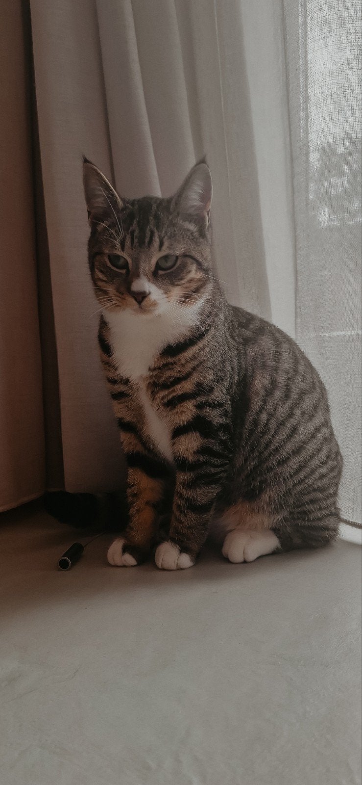 Hele lieve jonge kater, gecastreerd., Dieren en Toebehoren, Kater, Ontwormd, 0 tot 2 jaar