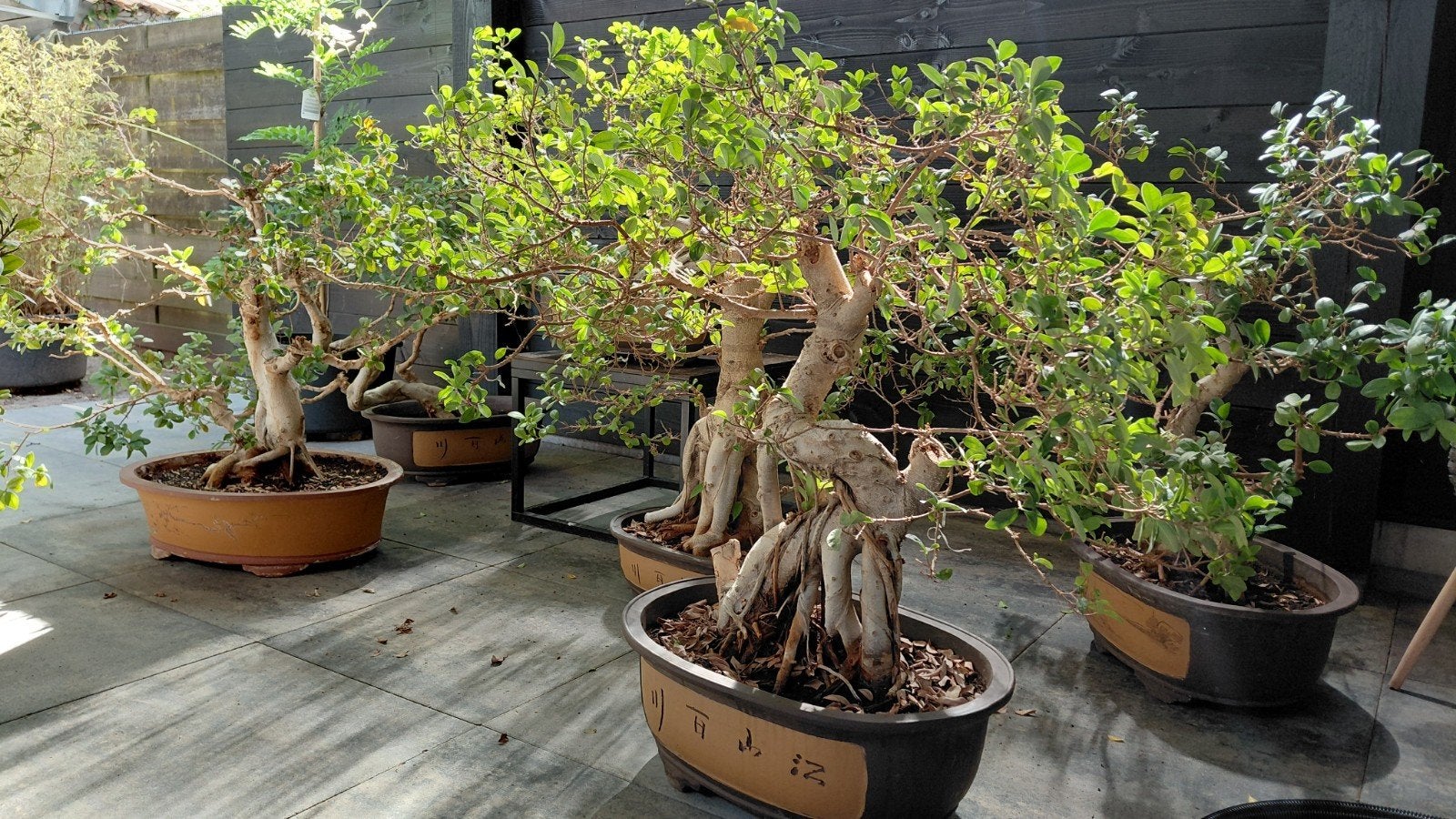 XXL ficus Bonsai voor maar 100,-, Ophalen of Verzenden, Overige soorten, Volle zon