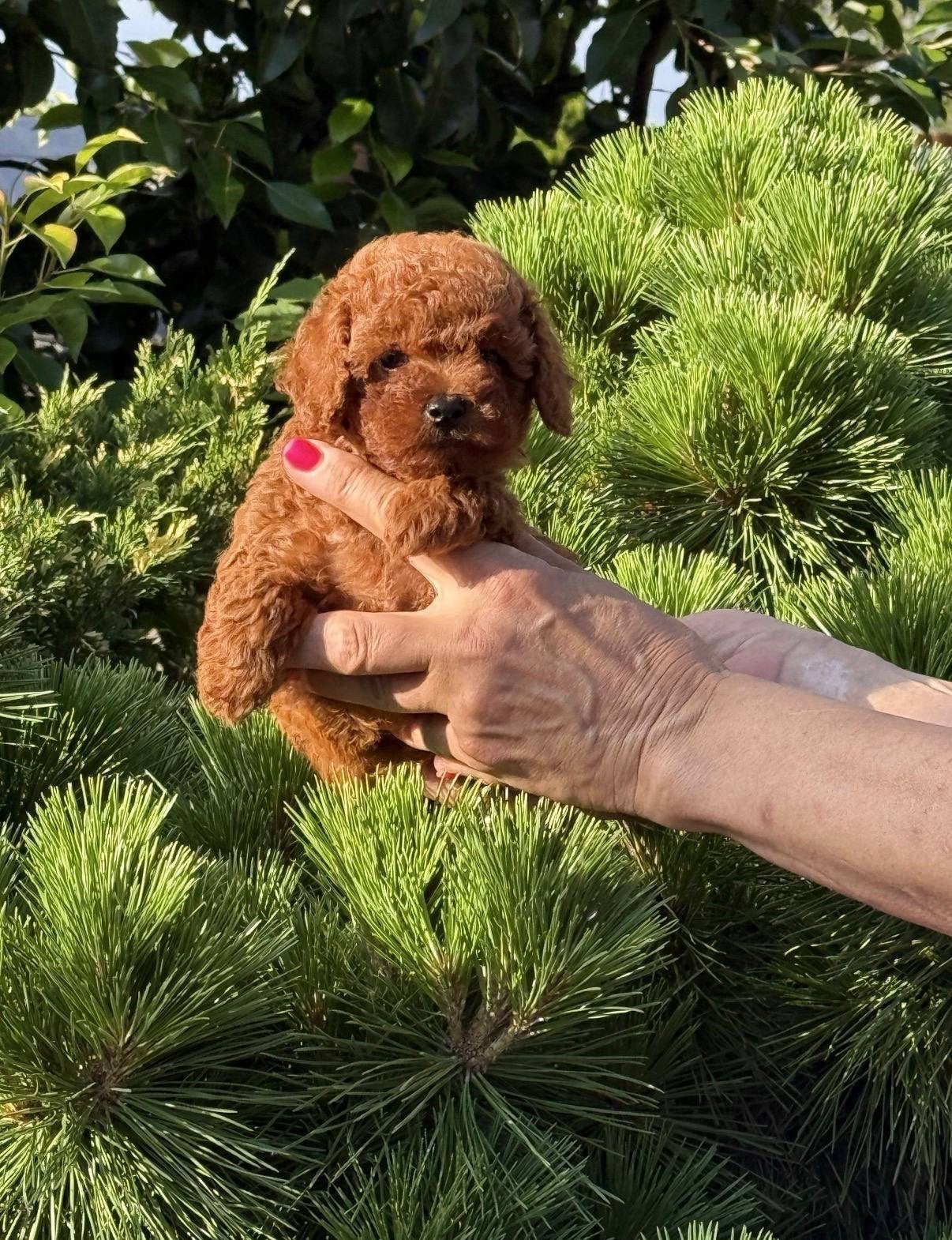 Toypoedel reutje Baby Face-gezichtje, Dieren en Toebehoren, Honden | Chihuahua's en Gezelschapshonden, Poedel, Reu, 8 tot 15 weken