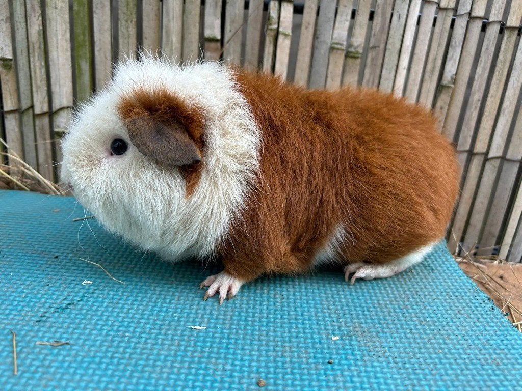Prachtige roodbonte rex beer, Cavia, Mannelijk, December, Tam
