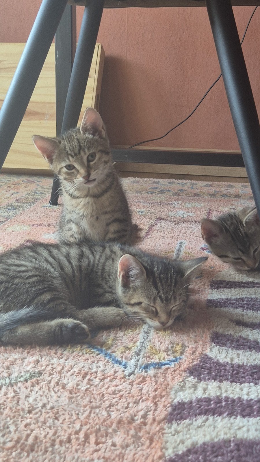 kittens 8 weken oud, Dieren en Toebehoren, Katten en Kittens | Overige Katten, Meerdere dieren, Kortharig, 0 tot 2 jaar