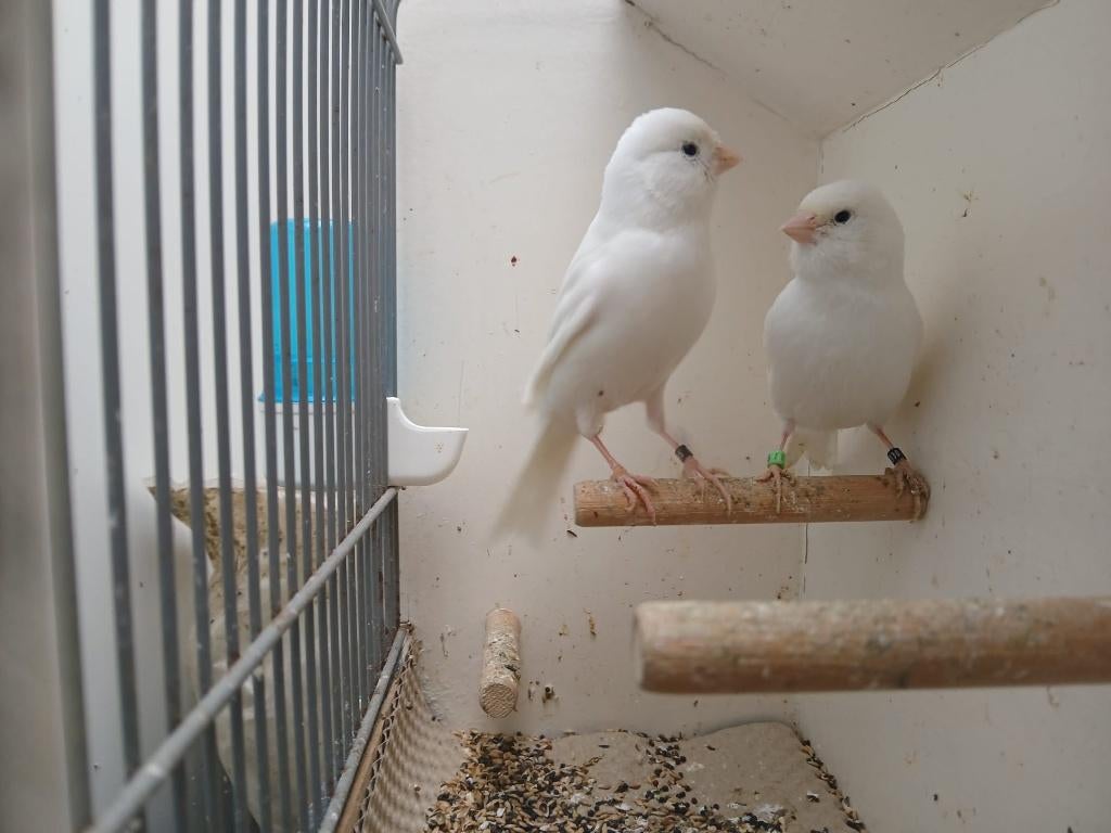 2 Koppel witte kanarie, Dieren en Toebehoren, Vogels | Kanaries, Meerdere dieren, Kleurkanarie