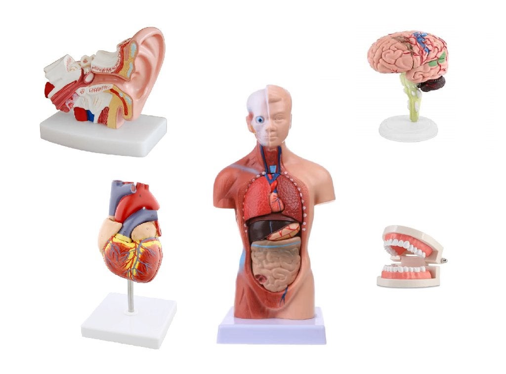 Medisch Anatomiemodellen-torso, tanden, hersenen, oor, hart, Ophalen of Verzenden, Nieuw