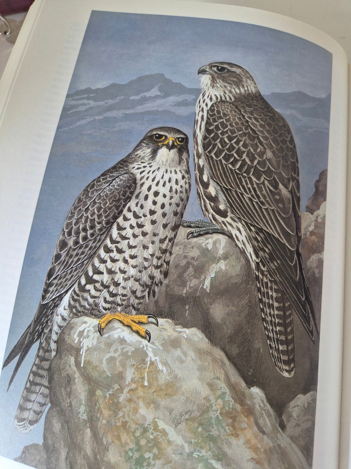 Roofvogels en uilen van Europa, Ophalen of Verzenden