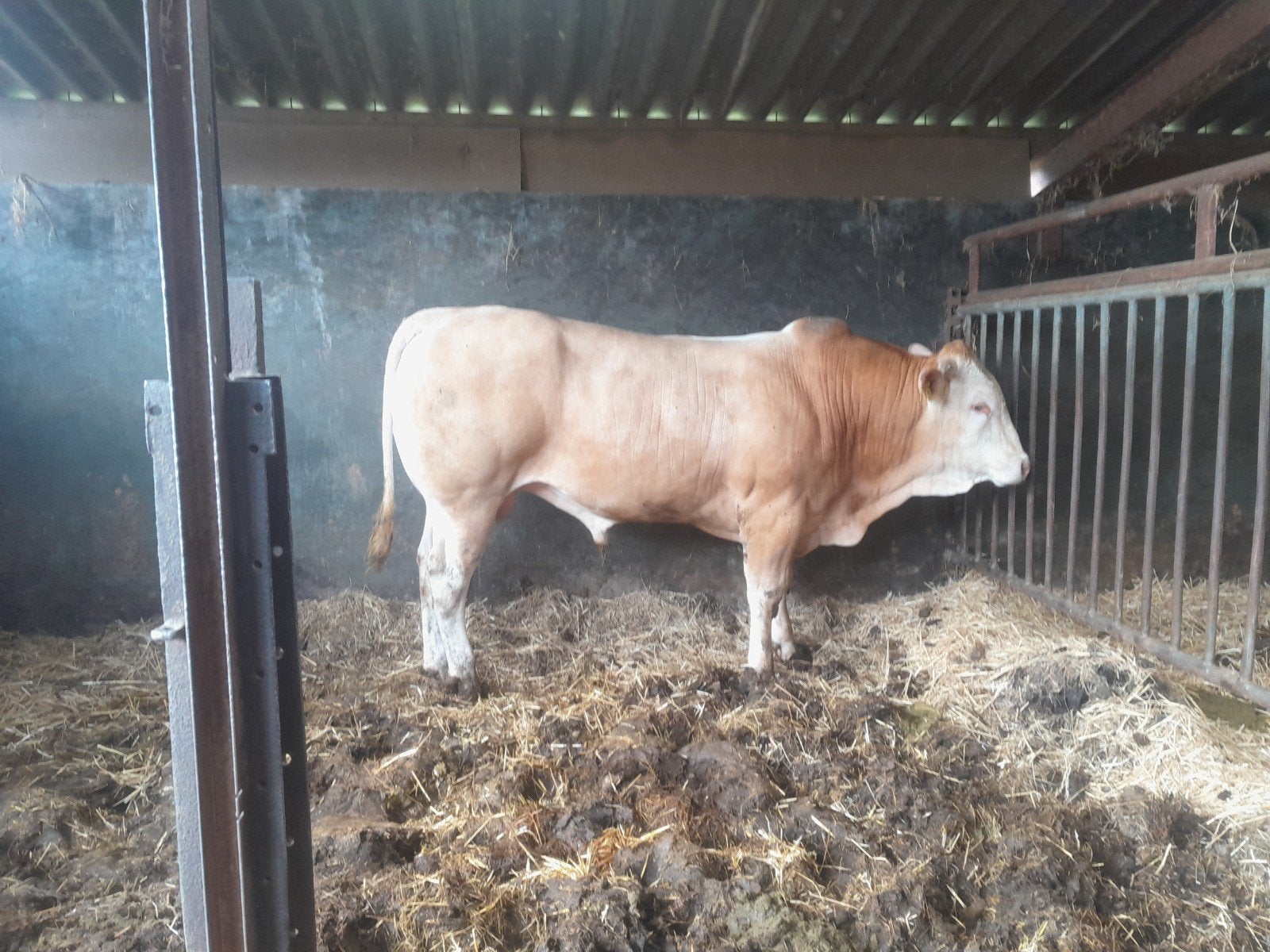 blonde stieren, Dieren en Toebehoren, Runderen, Mannelijk