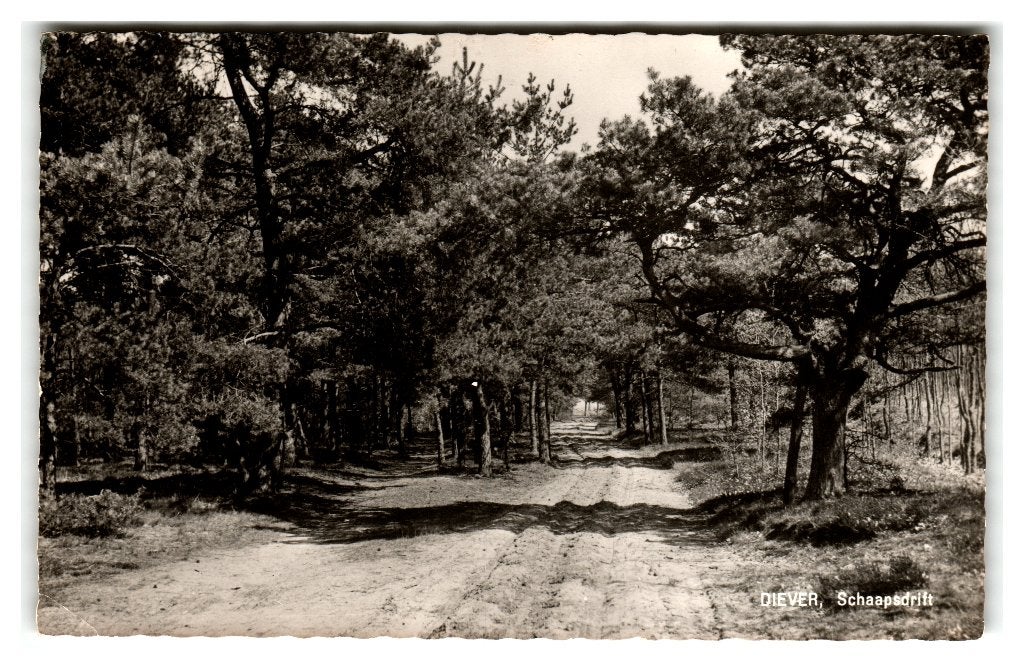 Diever, Schaapsdrift, Verzenden, 1960 tot 1980, Gelopen, Drenthe
