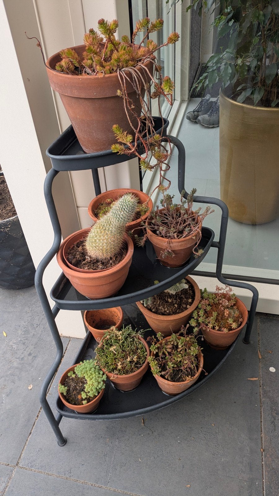 Vetplanten en  2 cactussen, Tuin en Terras, Ophalen, Overige soorten, Volle zon