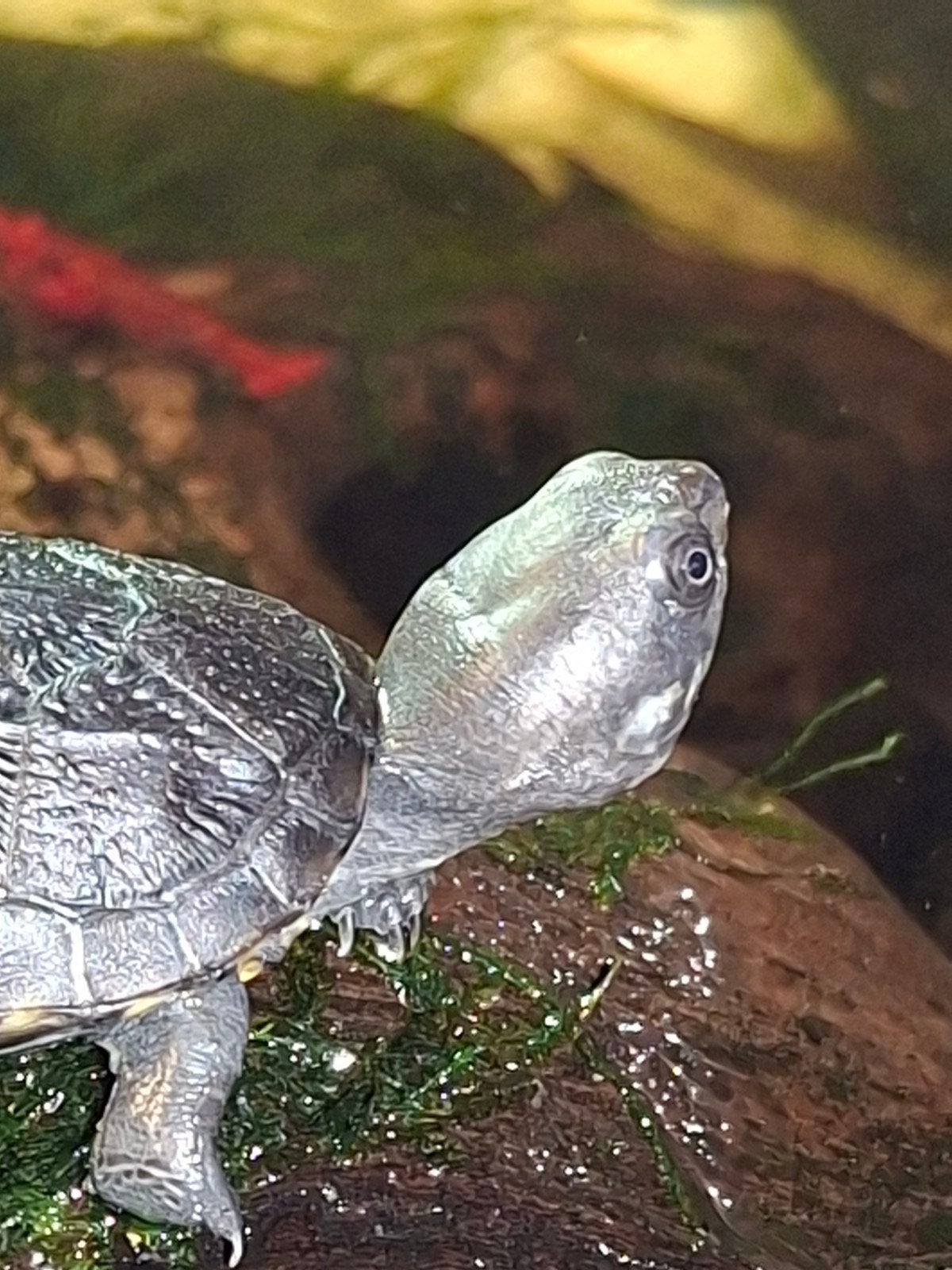 Nakweek 2026, Kinosternon cruentatum, Dieren en Toebehoren, Schildpad, 0 tot 2 jaar