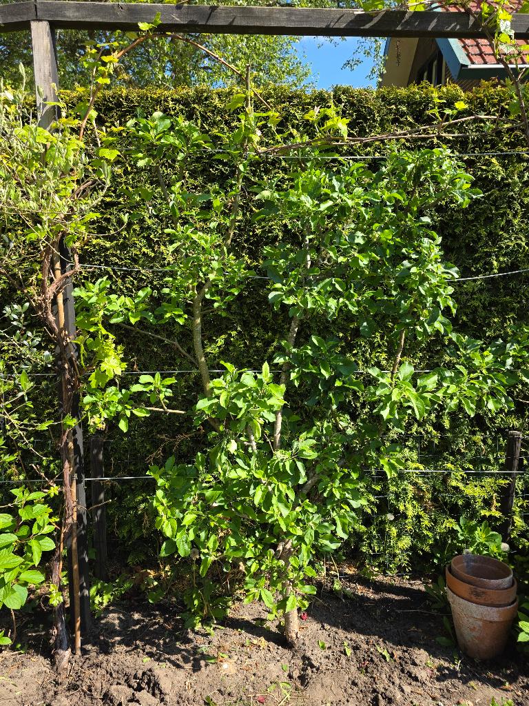 Leifruitboom stoofpeer, Ophalen, Lente, Perenboom, Halfschaduw