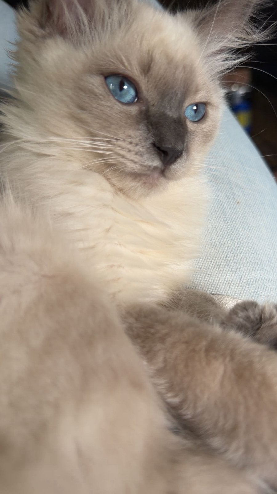 Ragdoll kittens. 1mink bluepoint en 1 bluepoint., Dieren en Toebehoren, Meerdere dieren, Gechipt, 0 tot 2 jaar