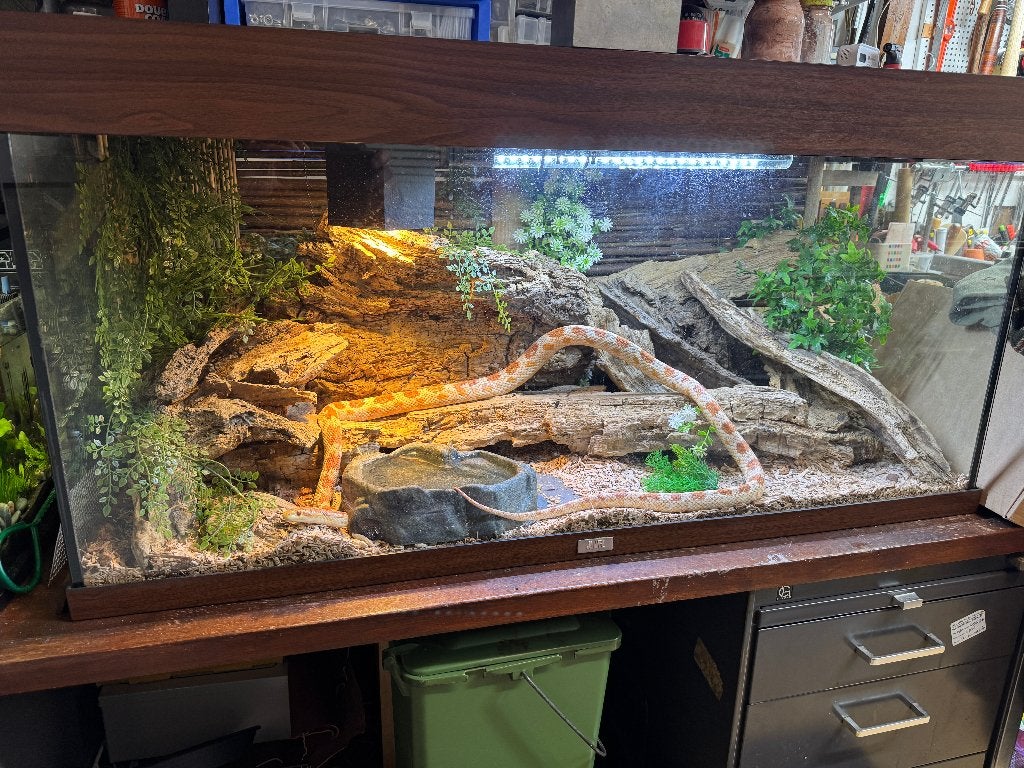 Pantherophis Guttatus Missing Black incl terrarium Corn Snake photo 5