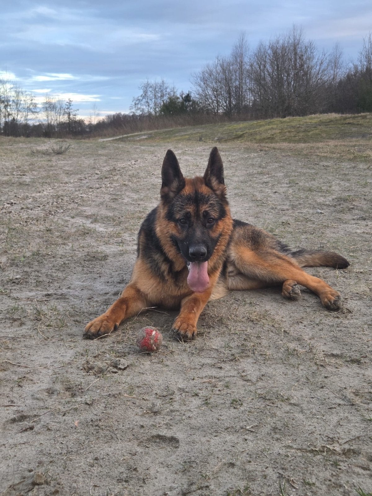 Duitse herder, Reu, 1 tot 2 jaar, Eén hond, Herder