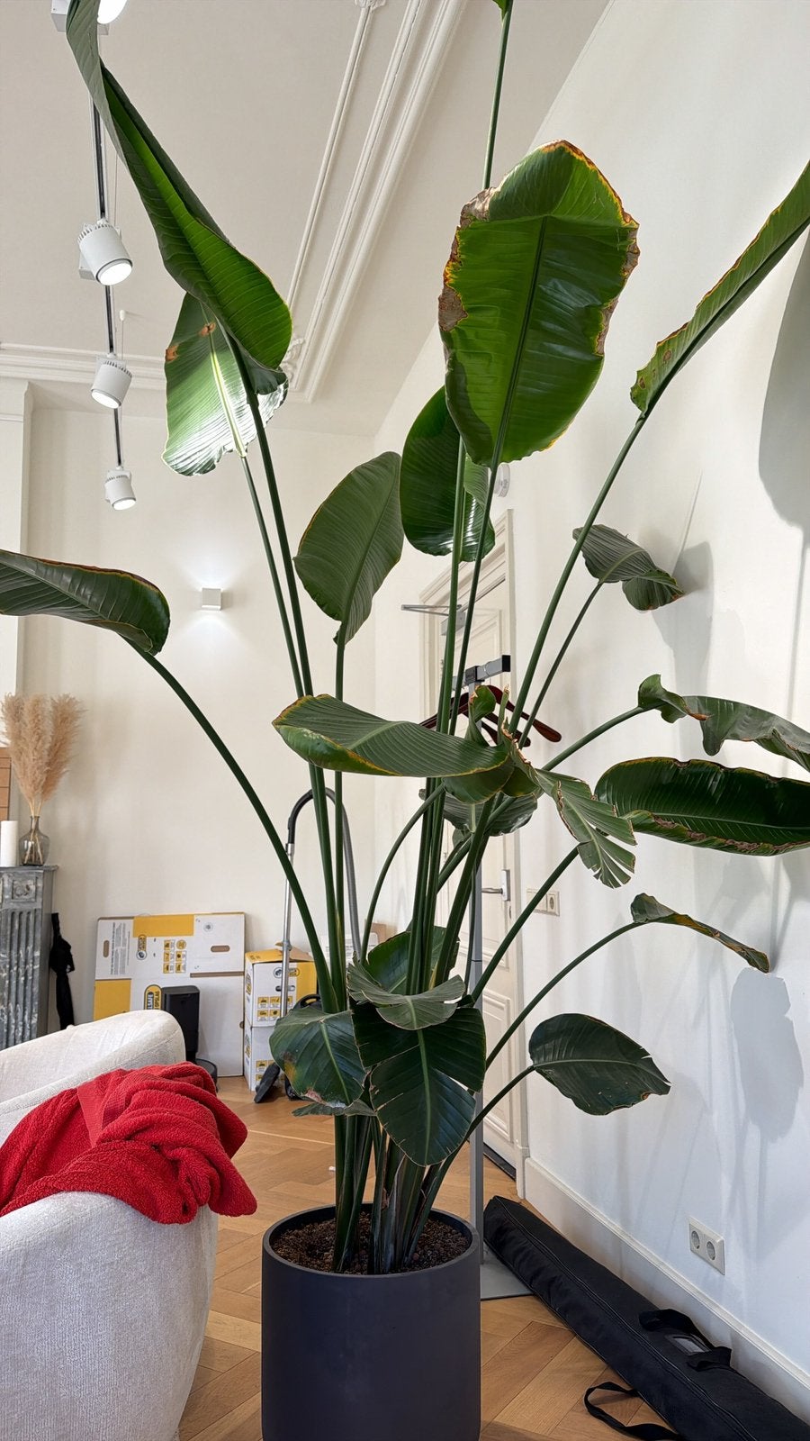 2 prachtige strelitzia nicolai te koop ( 2,5 m hoog), Ophalen, 200 cm of meer, Palm, Halfschaduw