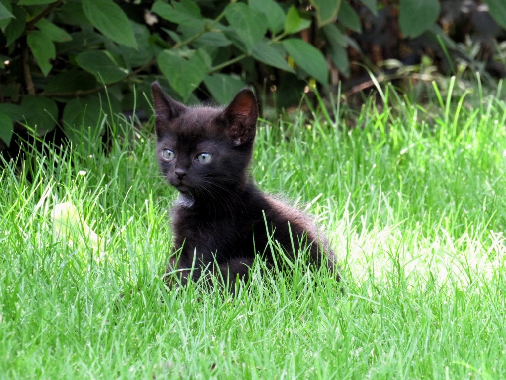Kittens, Kater, Ontwormd, 0 tot 2 jaar