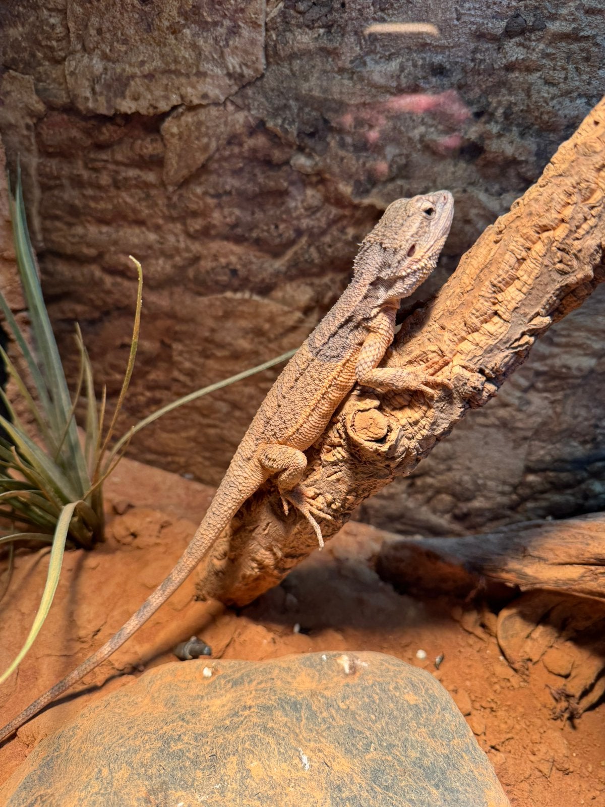 Baardagaam (pogona minor) Bearded Dragon photo 4