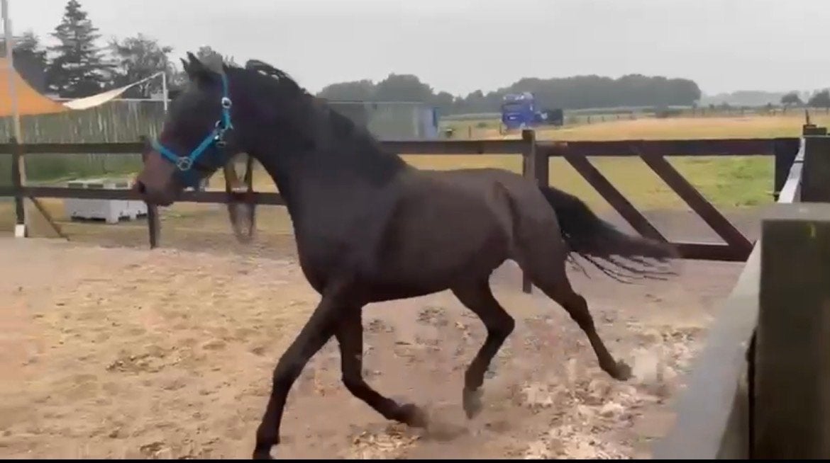 Gave drie jarige Florida TN!, Dieren en Toebehoren, Paarden, Ruin, Dressuurpaard, 3 tot 6 jaar