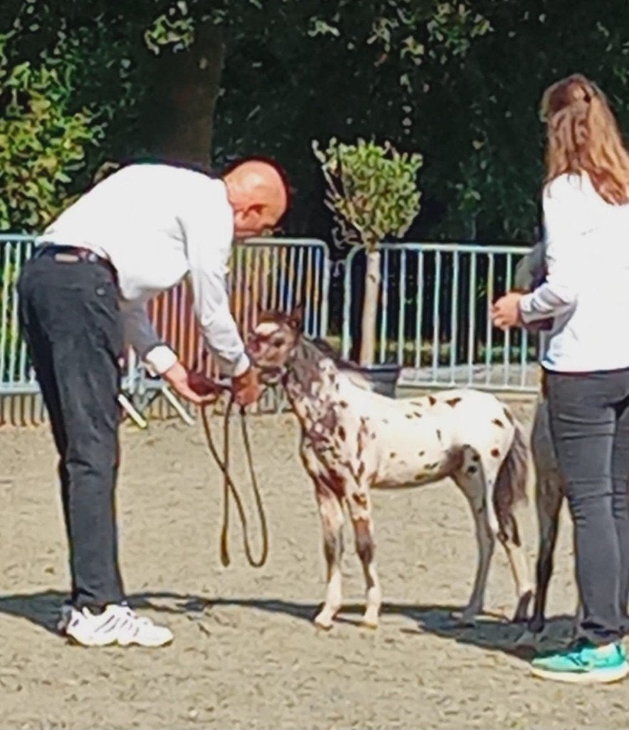 luxe minipaardveulentjes appaloosa/hengstjes NMPRS, Dieren en Toebehoren, Pony's, Met stamboom, Niet van toepassing, 0 tot 2 jaar