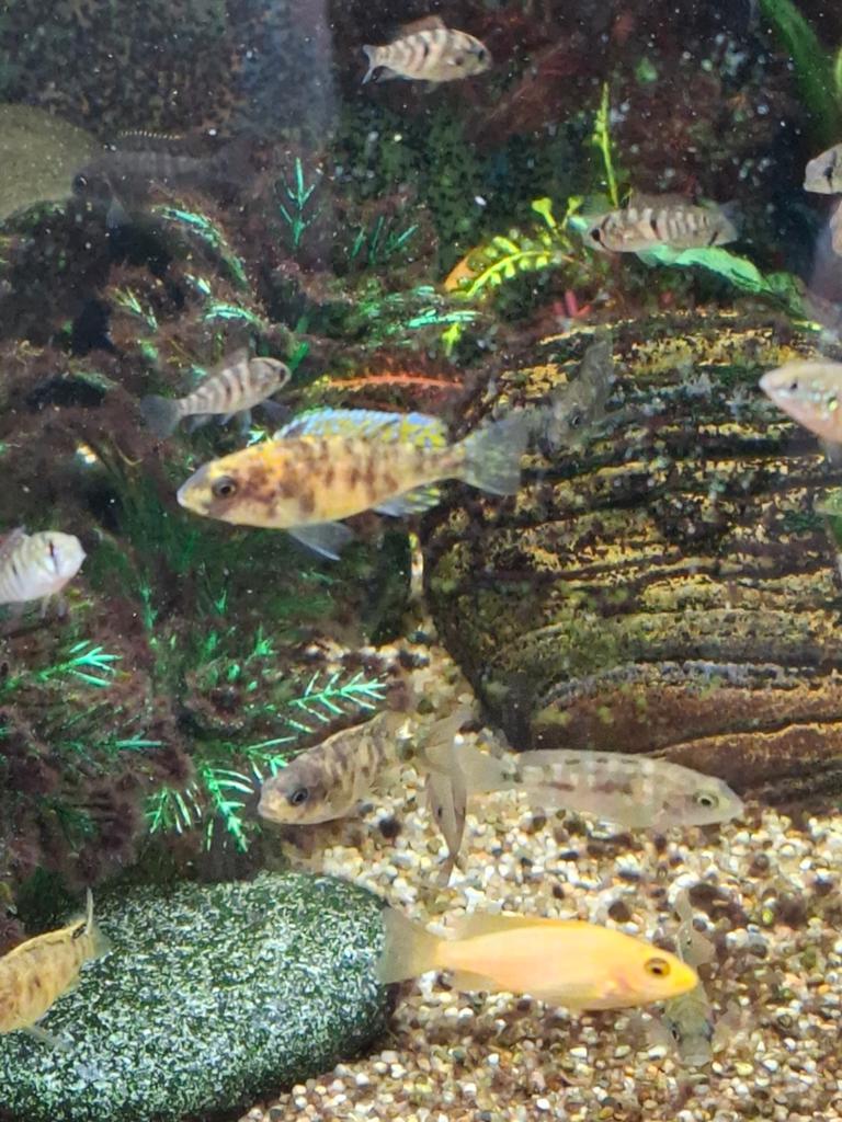 Diverse chiclide 4 a 5cm groot a 2 per stuk, Vis