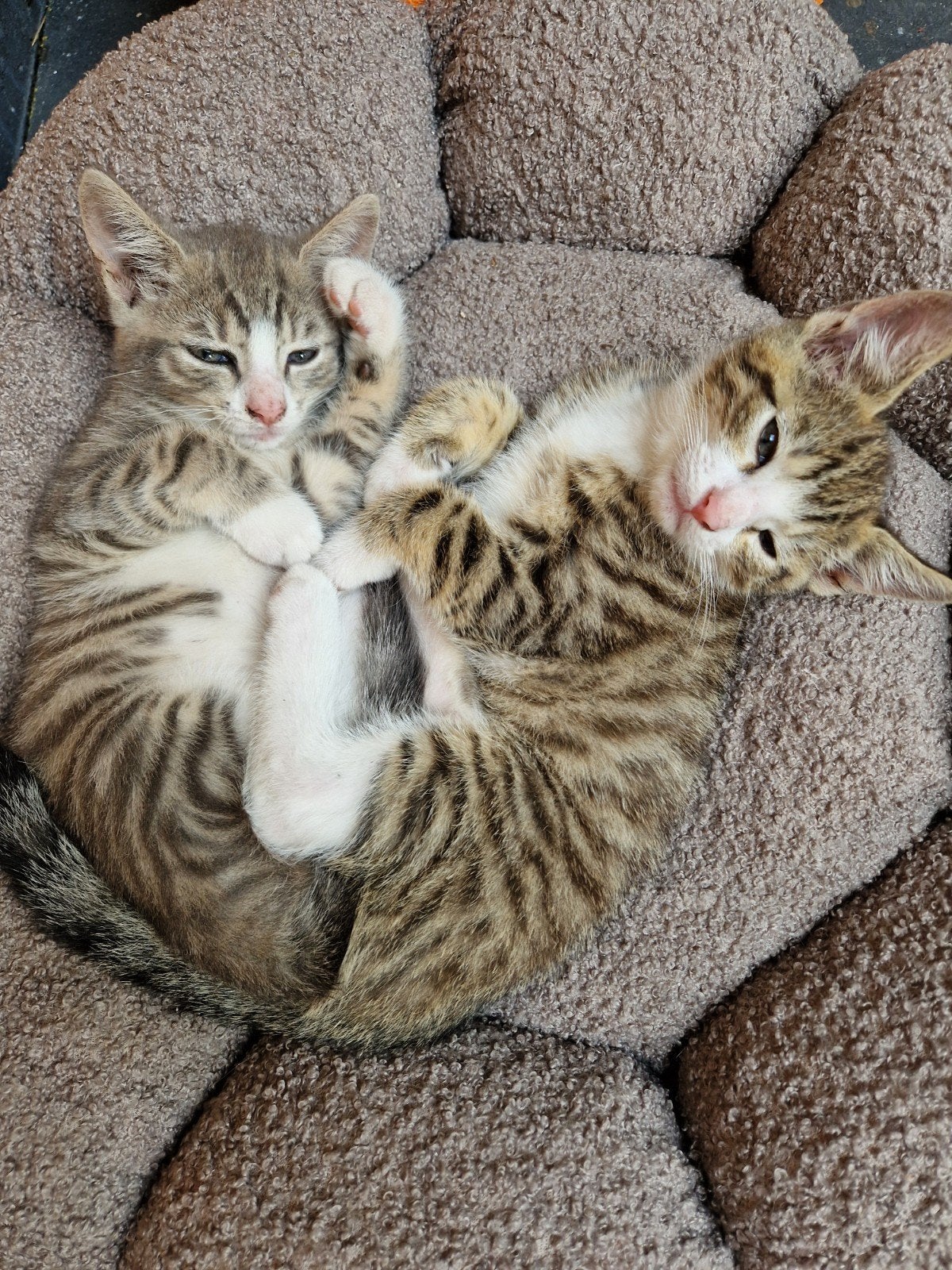 te koop kittens, Dieren en Toebehoren