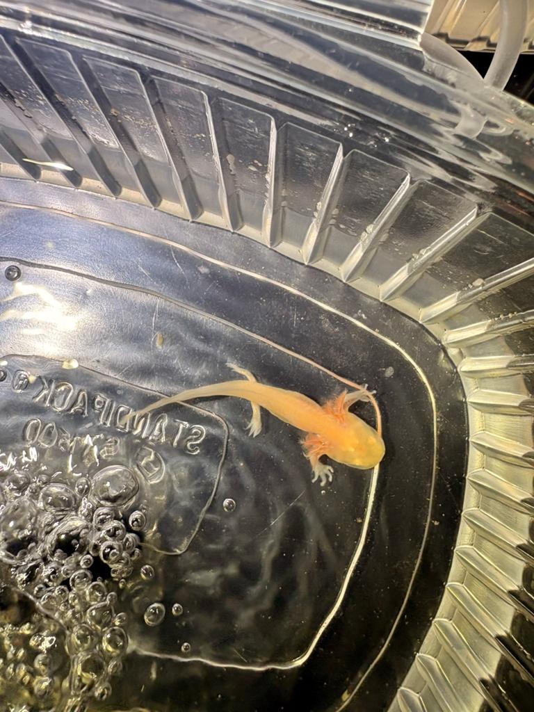Axolotl baby’s, Amfibie, 0 tot 2 jaar