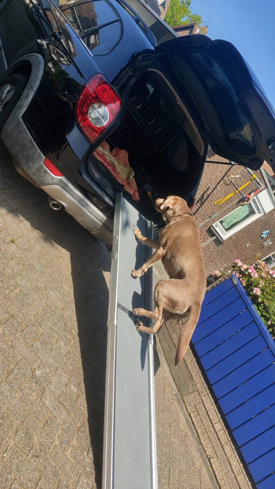Honden loopplank, Overige merken, Ophalen, Hondenloopplank