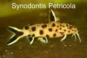 Synodontis Petricola dwarf 4-5 cm, Dieren en Toebehoren, Vissen | Aquariumvissen, Vis