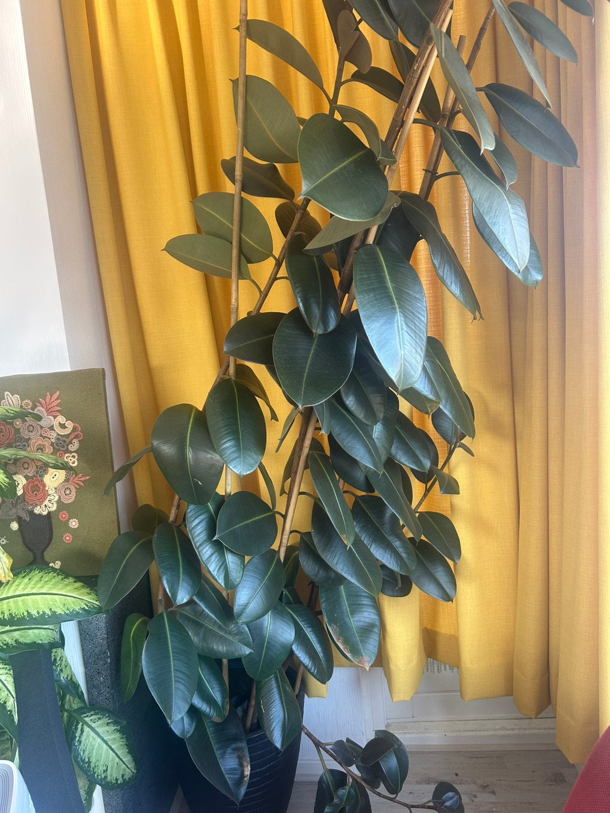 Grote (250cm) ficus elastica (rubberplant), Huis en Inrichting, Ophalen, Ficus, Halfschaduw, 200 cm of meer
