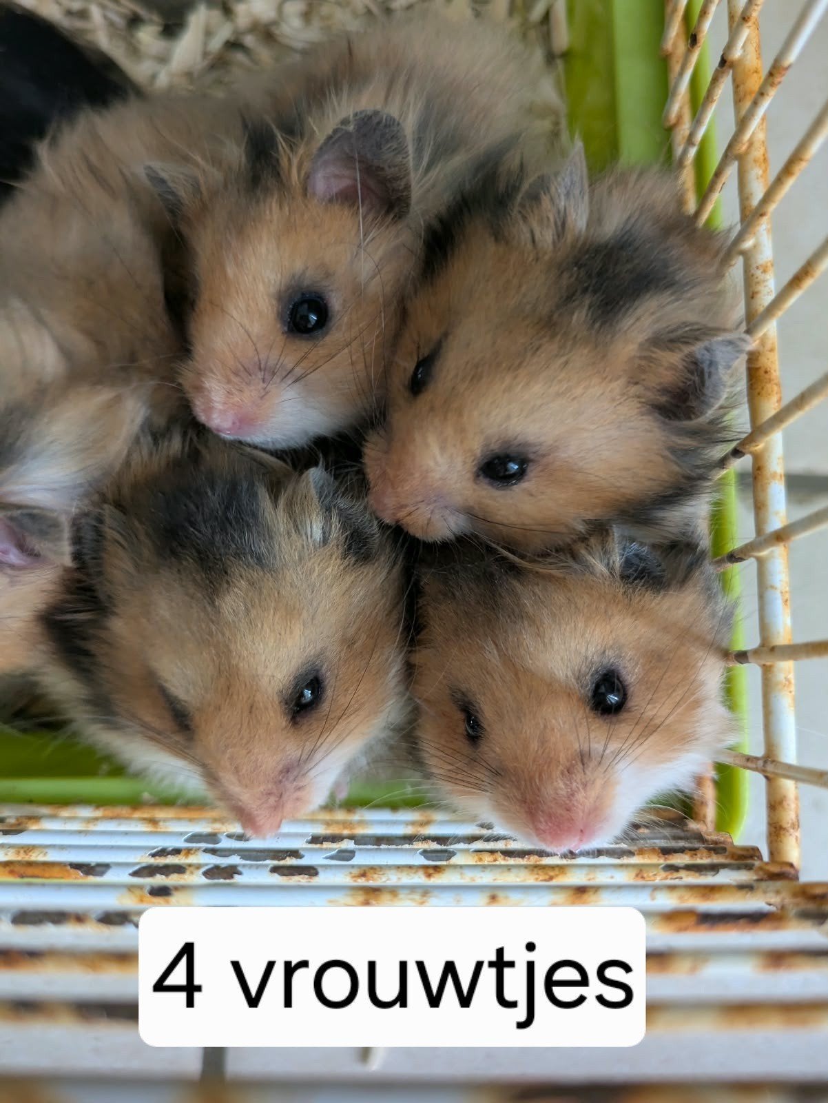goudhamster, hamsters, Hamster, Juli, Meerdere dieren, Tam