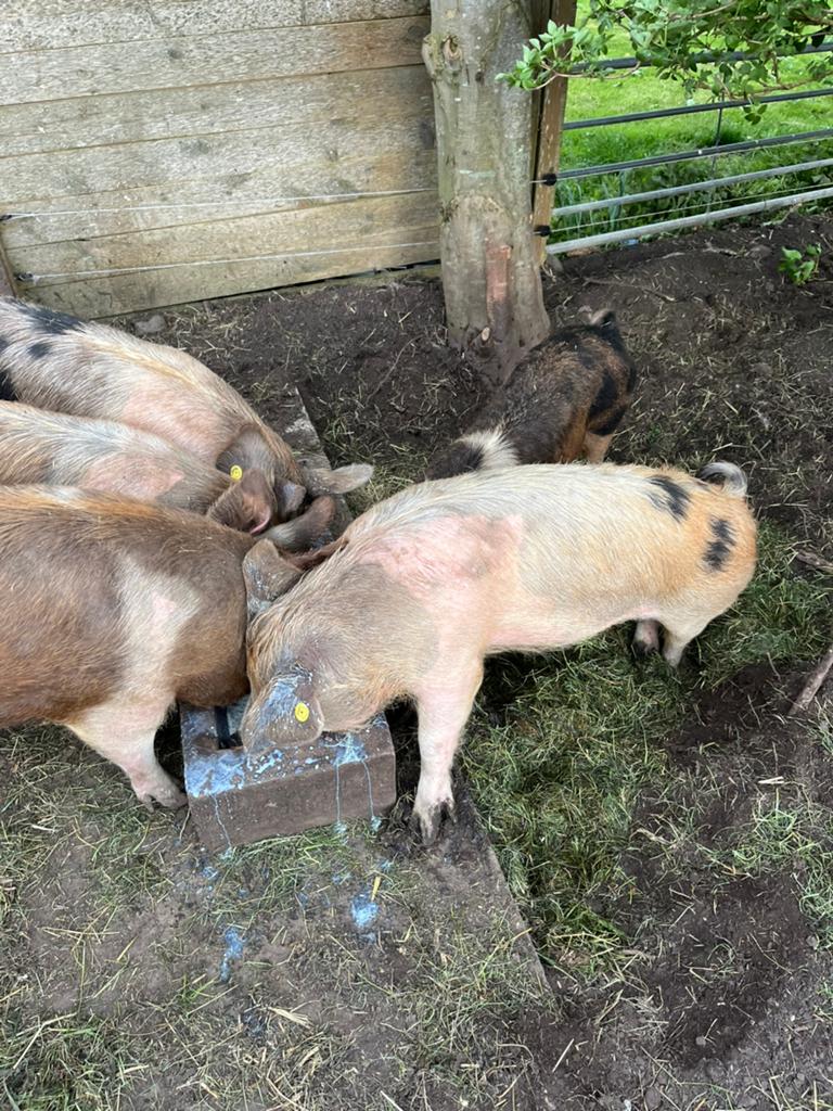 Varkens biggen, Dieren en Toebehoren, Schapen, Geiten en Varkens, Schaap, Vrouwelijk