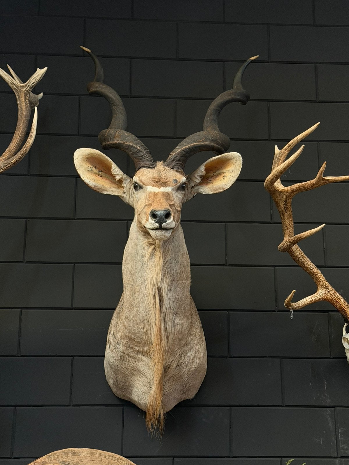 Opgezette koedoe opgezet taxidermie hoorns veranda mancave, Verzamelen, Dierenverzamelingen, Ophalen, Zo goed als nieuw, Wild dier