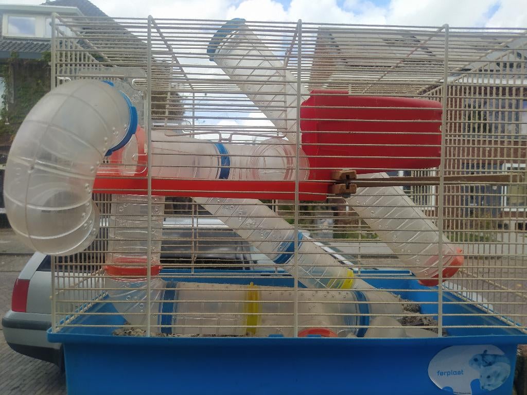 Dieren, Mei, Meerdere dieren, Cavia