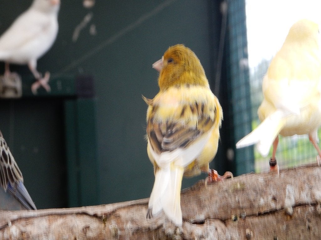 span gele kanaries, Dieren en Toebehoren, Meerdere dieren, Kleurkanarie