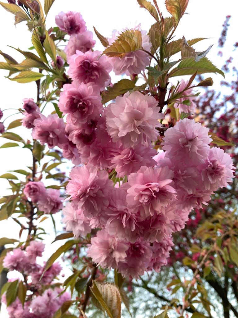 Mooie volwassen Japanse sierkers (Prunus Serrulata), Ophalen, Gehele jaar, Halfschaduw