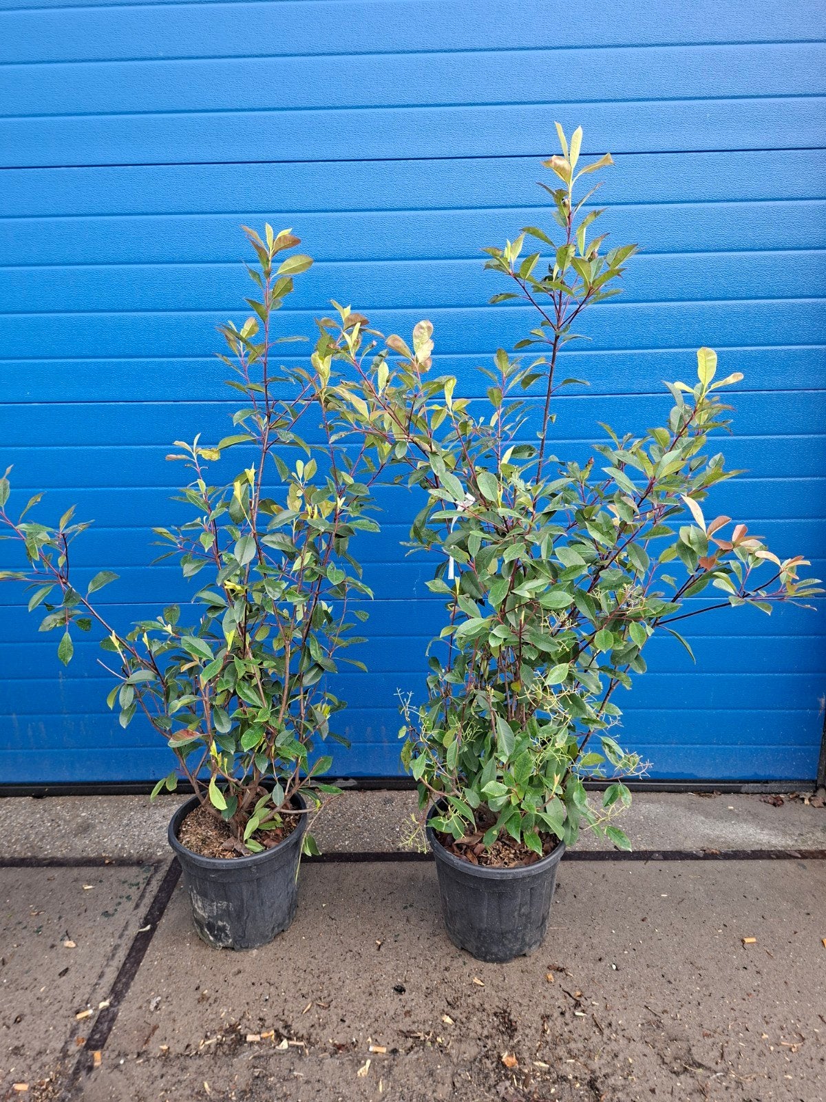 2x Photinia fraseri 'Red Robin'
C10 120-150 CM, Ophalen, Overige soorten, 100 tot 250 cm