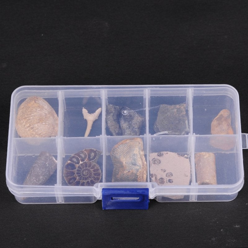 Fossielen Set / Fossiel Steen Mineraal Koraal Trilobiet, Verzamelen, Mineralen en Fossielen, Verzenden, Fossiel