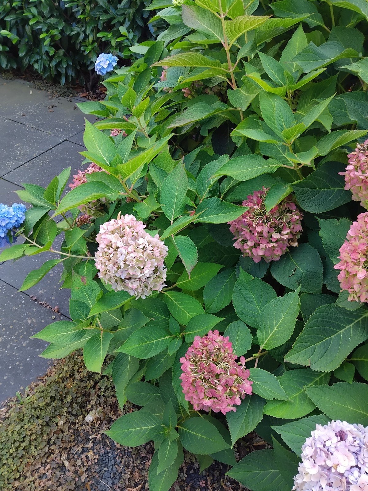 17 Hortensia's - zelf uitgraven (al gesnoeid!), Vaste plant, Halfschaduw, Zomer, Ophalen