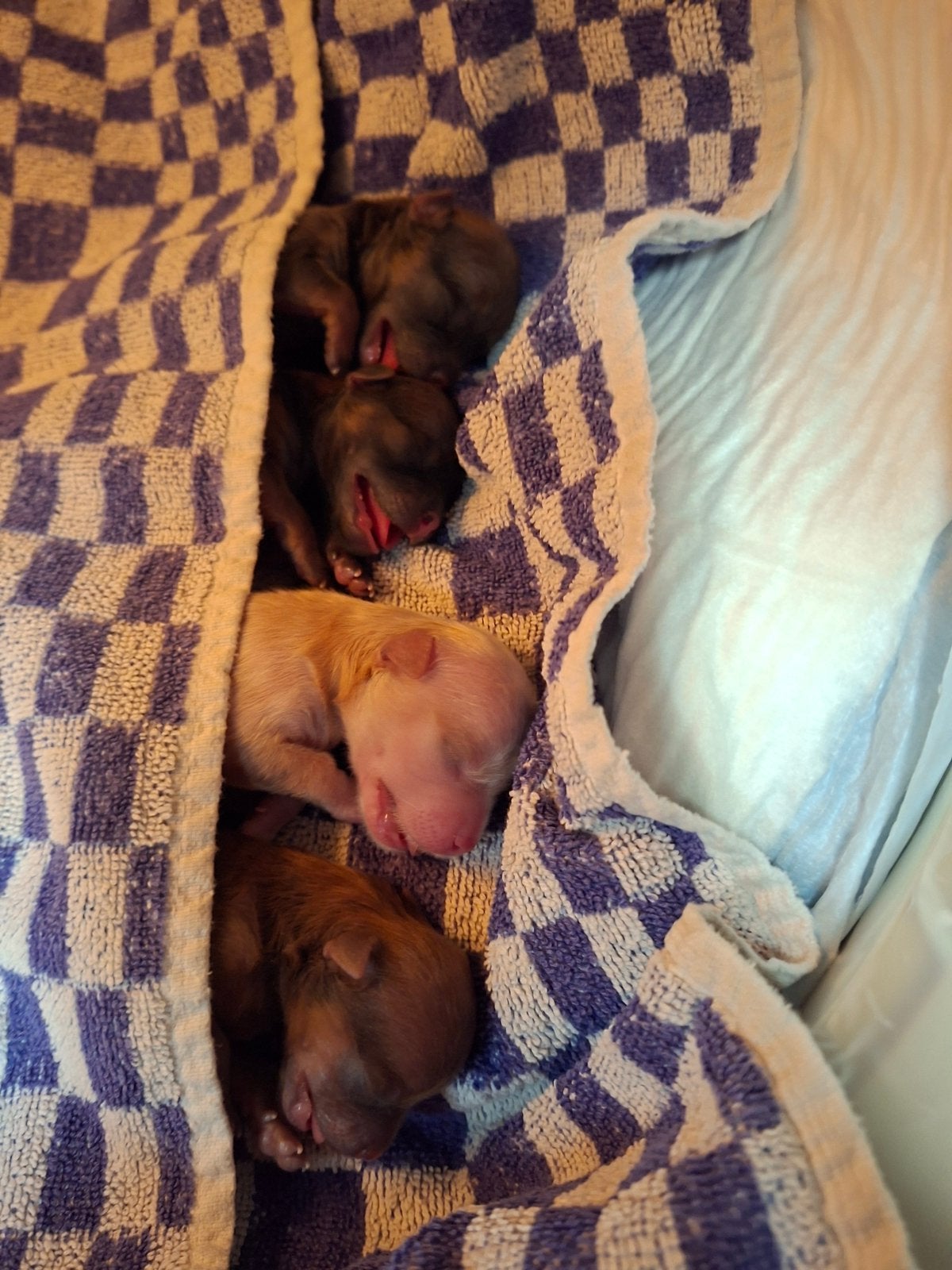 chihuahua pups, Parvo, 8 tot 15 weken, Meerdere, Meerdere dieren