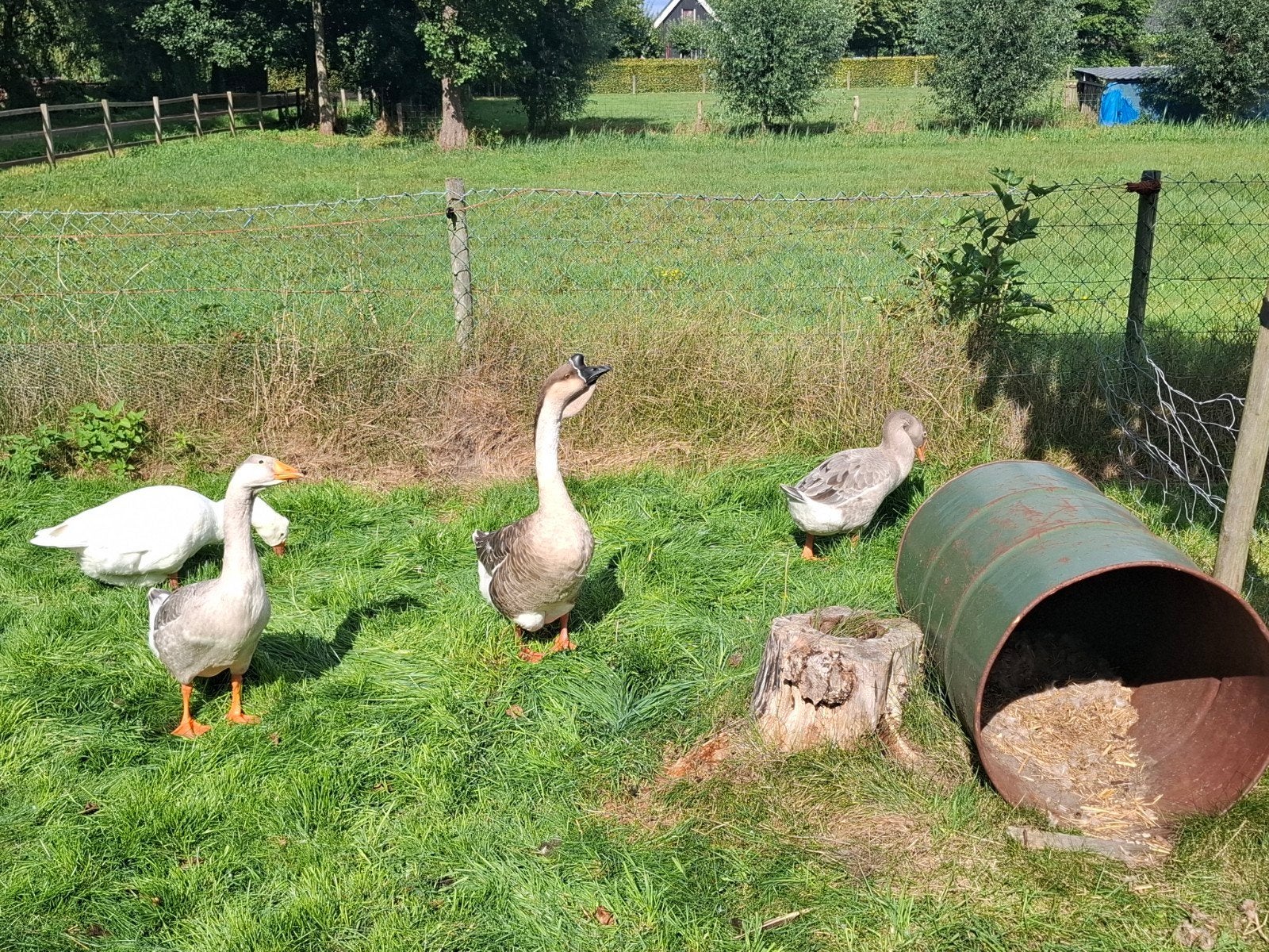 2 jonge ganzen, Dieren en Toebehoren, Geslacht onbekend, Gans of Zwaan